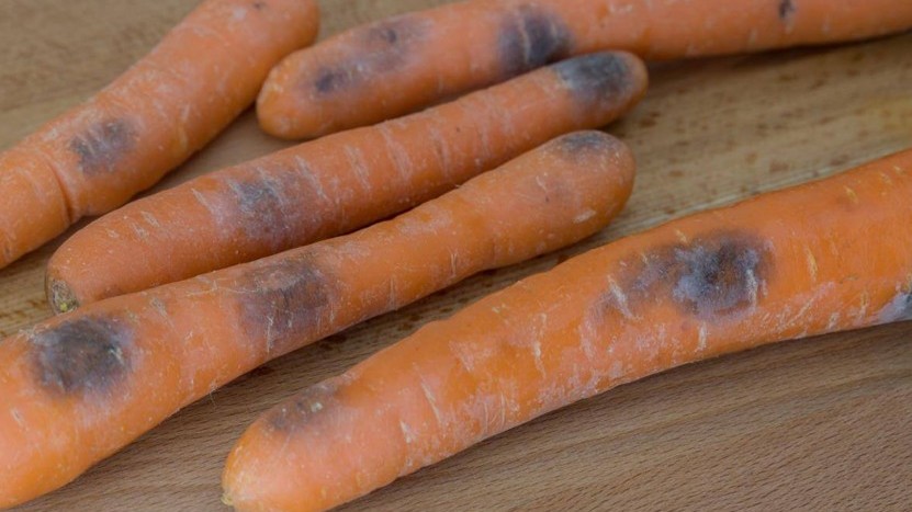 bea 263 zanah aspergillus.jpg